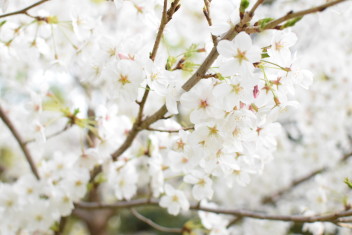 ❀春らしくなってきましたね❀