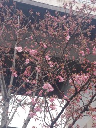 桜が咲き始めました！！