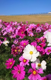 °˖✧秋の桜..°˖✧コスモス❀