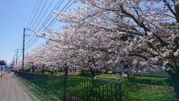 ついに会津も咲きました！