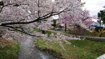観音寺川の桜は今年も綺麗でした！