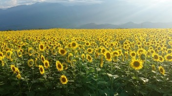 夏がそこまで