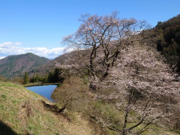 花の季節ですね