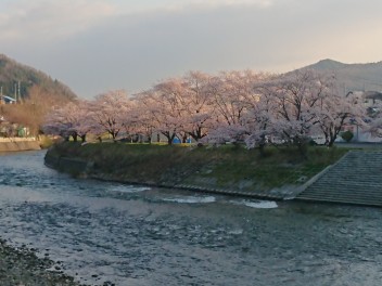 桜さきました！！