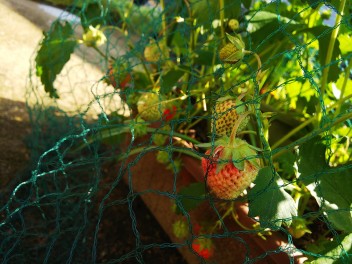 収穫～自宅でイチゴ狩り