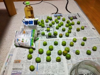 旬ですねぇ　ヾ(o´∀｀o)ﾉ