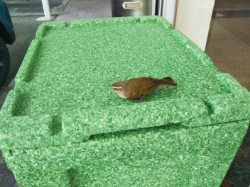 ガラスに、、、