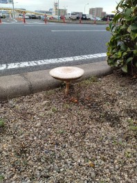 きのこ