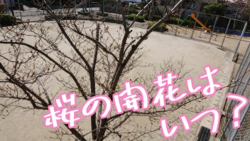 ★桜開花情報 in 福岡市西区★