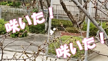 ★桜が咲いた★開花記念★洗車まつり開幕★