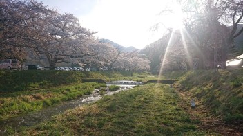 福島の桜