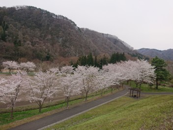 二戸も桜が咲きました！！