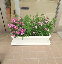 ショールーム前にお花を設置致しました