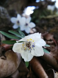 お山の春の花達