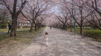 桜がもう散り始めましたね