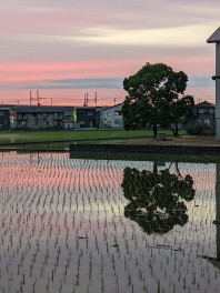 美しい夕焼けの田園風景　絶景男子の激写日記