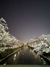 桜　福島江　観桜会　さくら男子の桜咲く日記