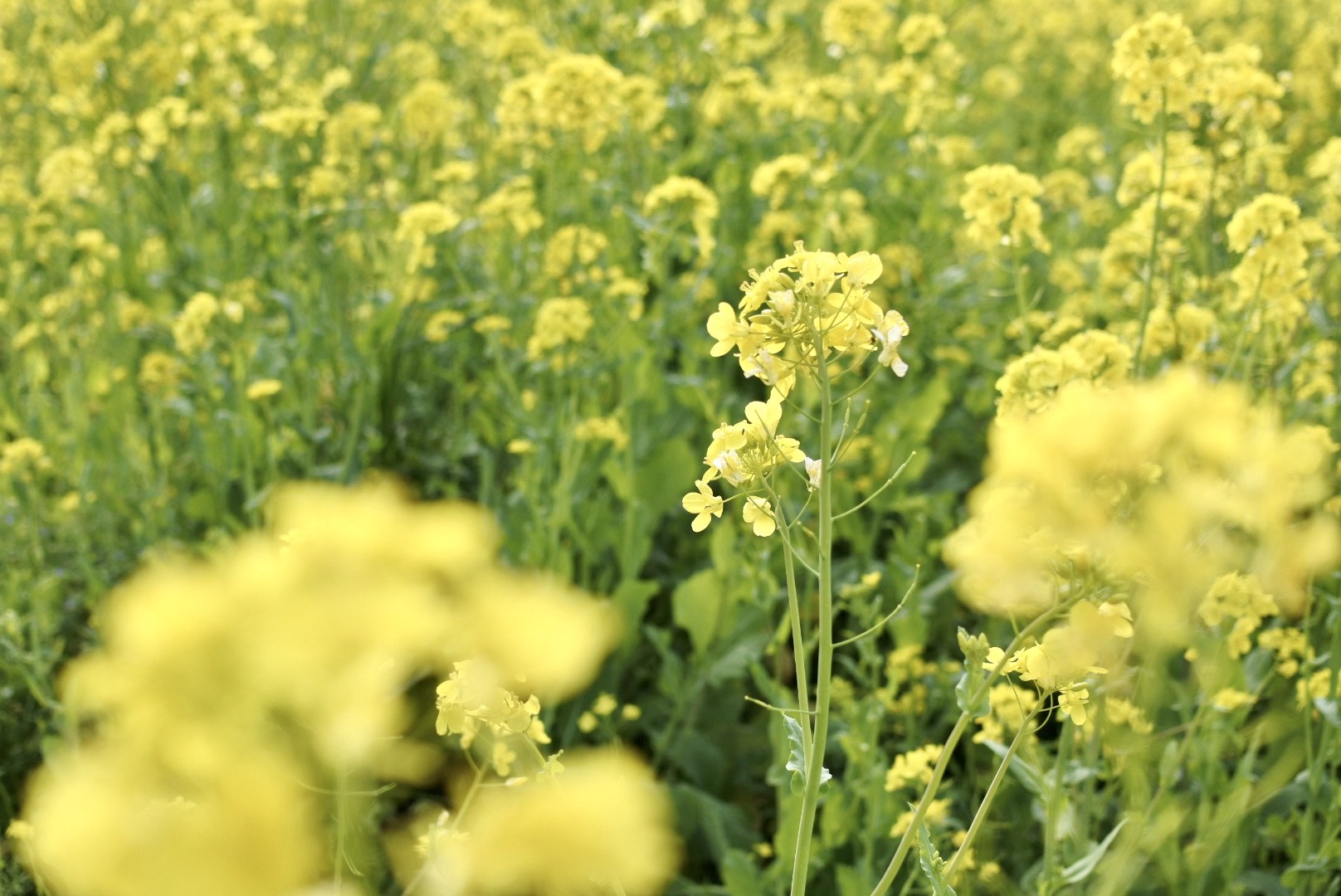 春の訪れ 花粉症のぶらり旅 周辺のおすすめスポット お店ブログ 株式会社スズキ自販湘南 スズキアリーナ湘南おだわら 小田原中古車センター
