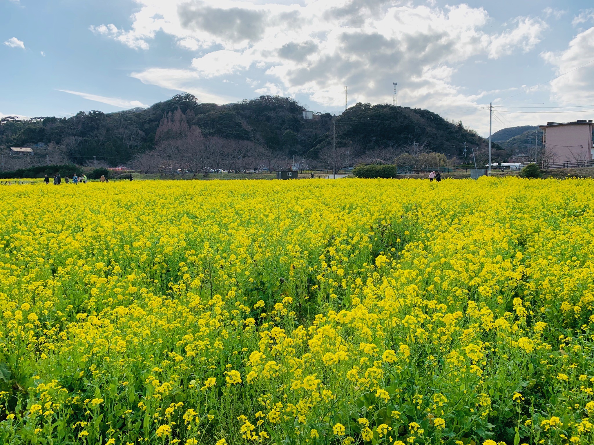 春の訪れ 花粉症のぶらり旅 周辺のおすすめスポット お店ブログ 株式会社スズキ自販湘南 スズキアリーナ湘南おだわら 小田原中古車センター
