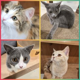 ふくだのゴールデンウイーク　～可愛い猫ちゃん～