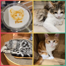 ふくだのゴールデンウイーク　～可愛い猫ちゃん～