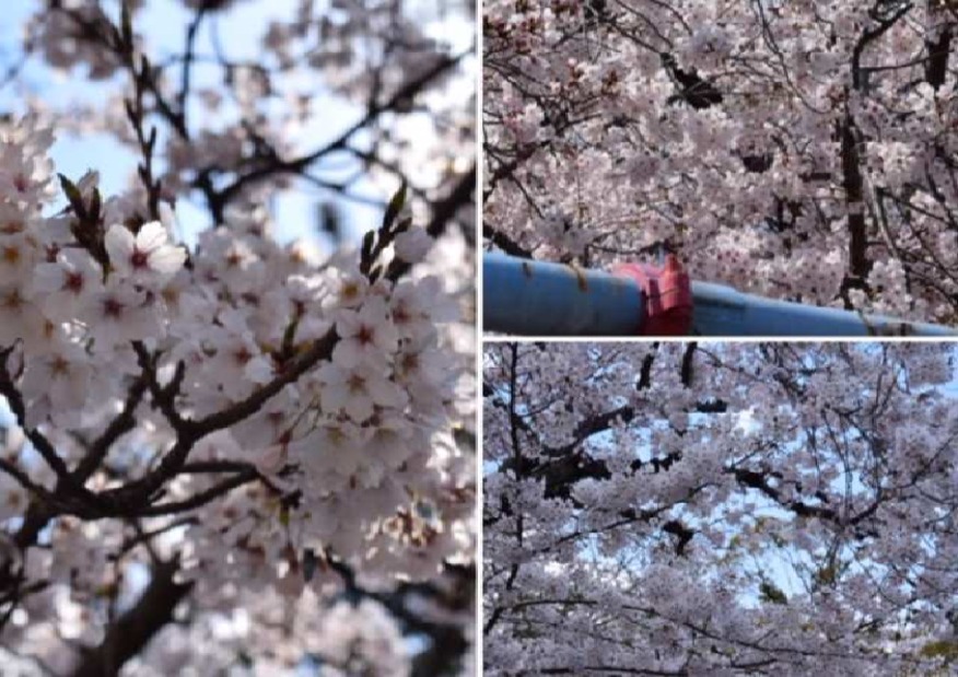お花見に行ってきました！