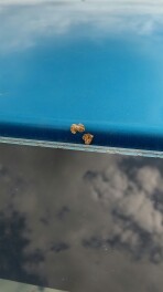 鳥と虫に注意！