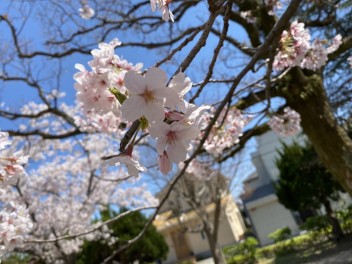 桜の季節も・・・