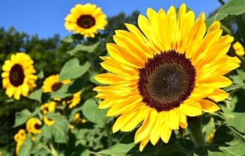 ９月開催スズキの日の予告～