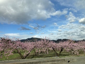 きれいに咲いてます！