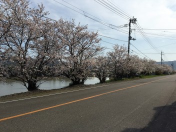 桜満開です。