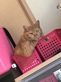 猫もいろいろある☆