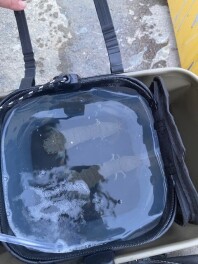 スズキの日はまだまだ続きます☆彡