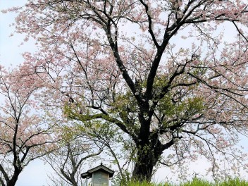 春の感謝祭～おすすめ中古車をそえて～