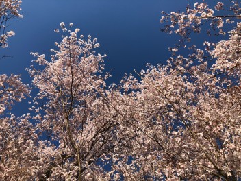 お花見の季節になりましたね♡