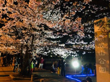 桜が満開ですね☆