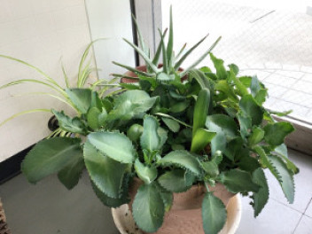 店舗紹介　植物編