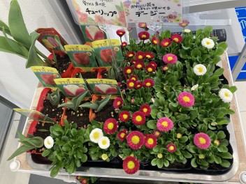 4月です