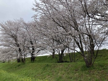☆　いよいよ春到来・今年度もどうぞ宜しくお願い申し上げます　☆