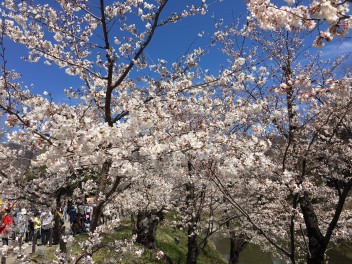 桜再び