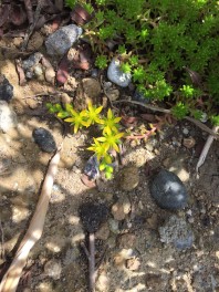 セダムのお花咲きました♪