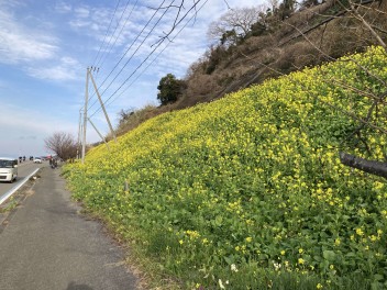 愛媛のおすすめスポット　『伊予市　閏住（うるすみ）の菜の花畑 』