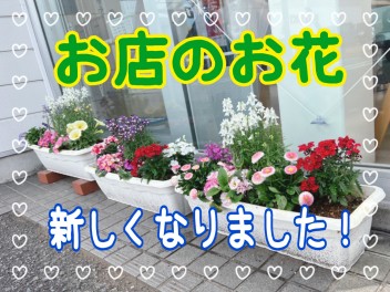 お店のお花あたらしくなりました