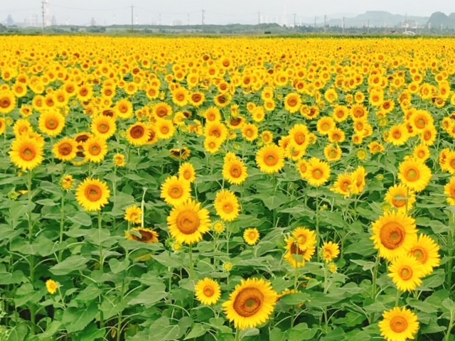 2020笠岡ベイファームの向日葵です