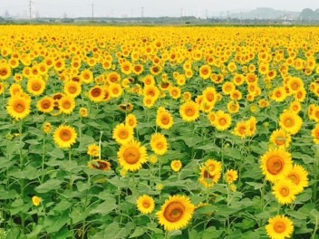７月・８月の休日変更のお知らせ