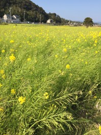 週末は湖西店へ