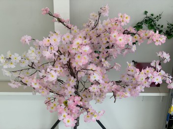 新年度始まりました(*^。^*)