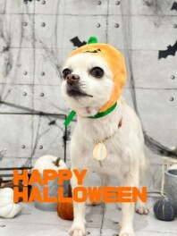 HAPPY　HALLOWEEN