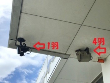 巣立ち間近♪
