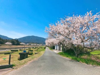 桜を見に行ってきました